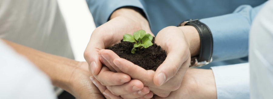 Business Growth Concept, hands hold a growing seed